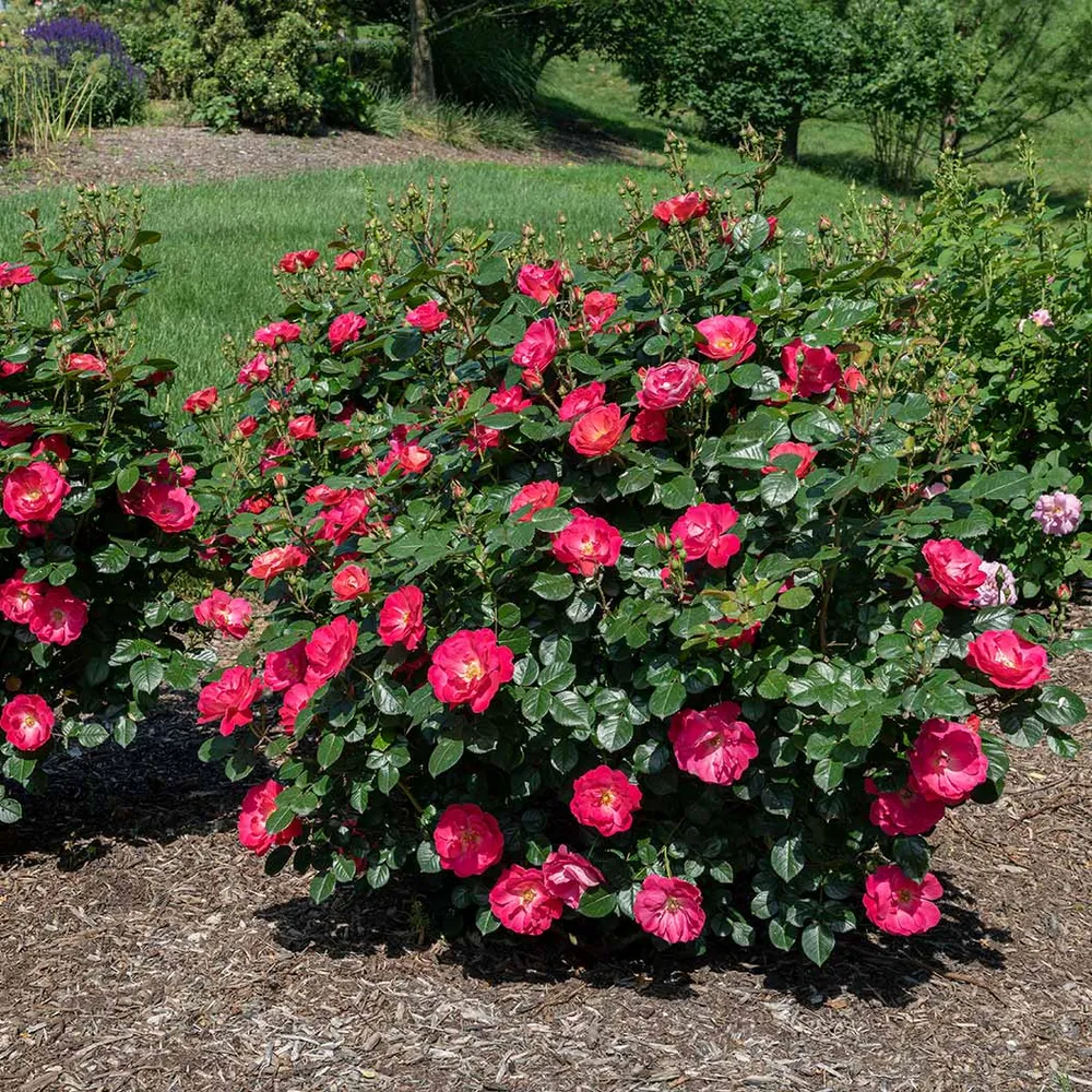 Brick House Pink Rose - Repeat Blooming Garden Shrub 1
