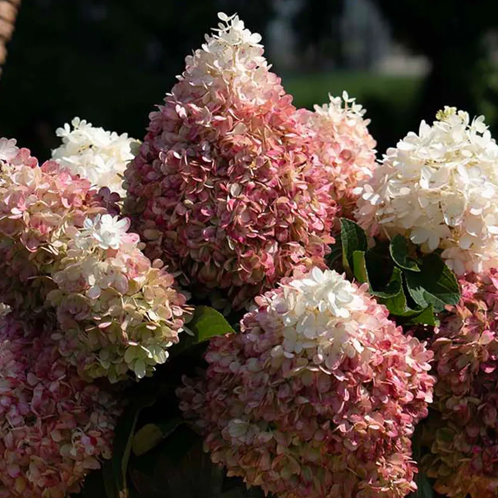 Sweet Starlight™ Hydrangea Tree - Artificial Decorative Flowering Plant 2