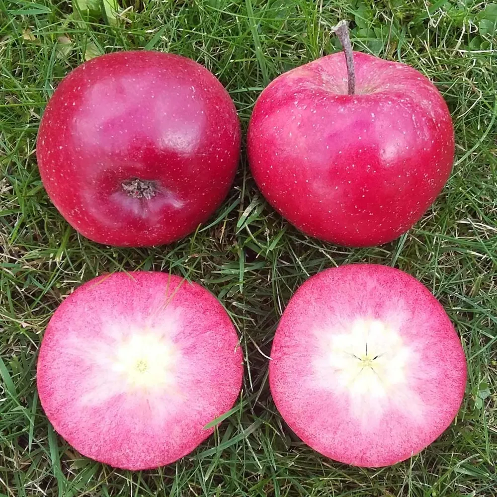All Red Columnar Apple Tree - Compact Vertical Growth Fruit Tree 1