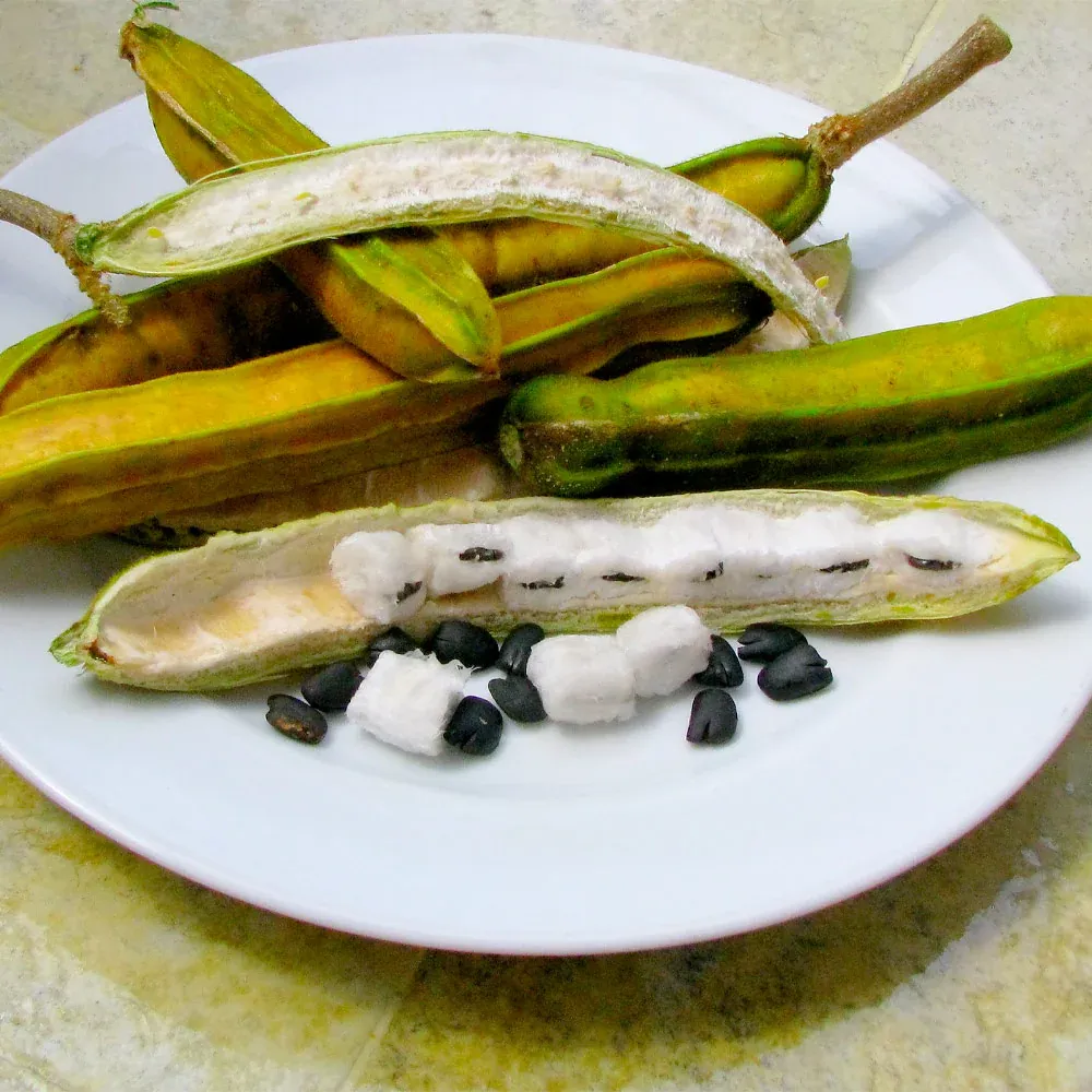 Ice Cream Bean Tree (Inga edulis) Tropical Fruit Plant 1