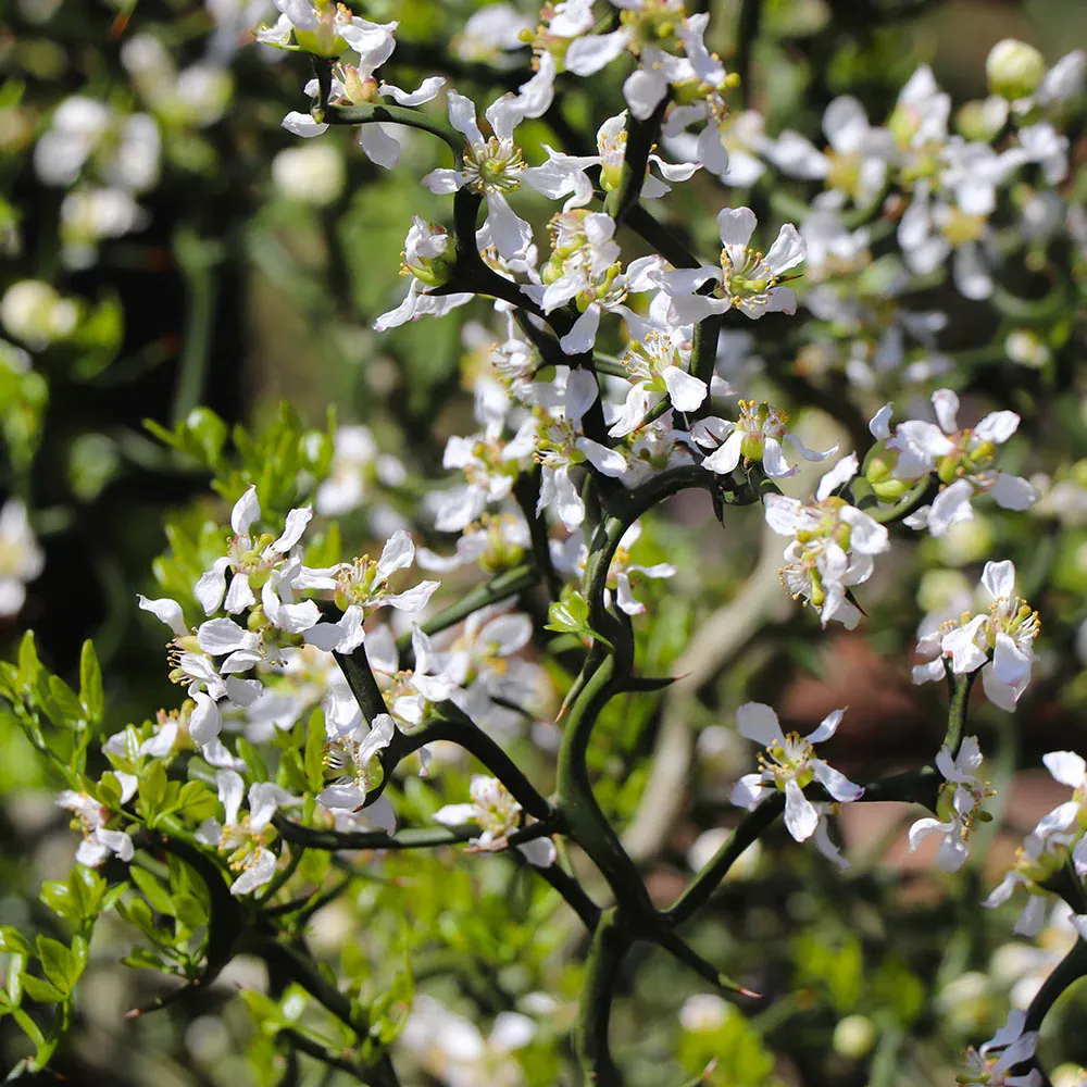 Flying Dragon Hardy Orange Tree (Poncirus trifoliata) - Contorted Ornamental Citrus 5