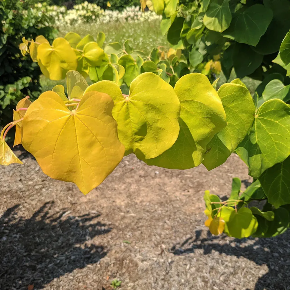 Gilded Hearts® Texas Redbud Tree (Cercis canadensis var. texensis)