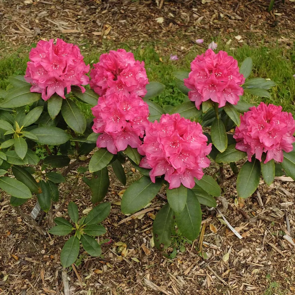 Holden's Fuchsia Hybrid Rhododendron Shrub 1