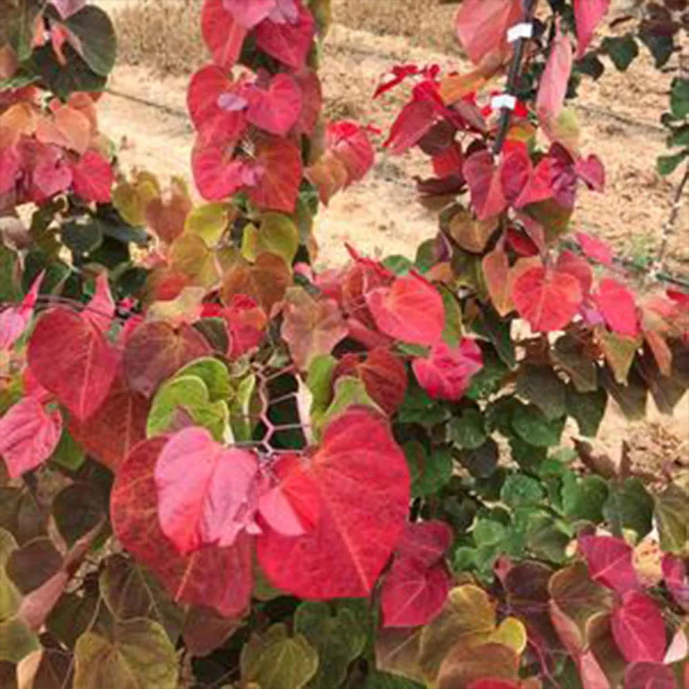 Hearts A'Fire Redbud Tree (Cercis canadensis) - Ornamental Flowering Landscape Tree 2