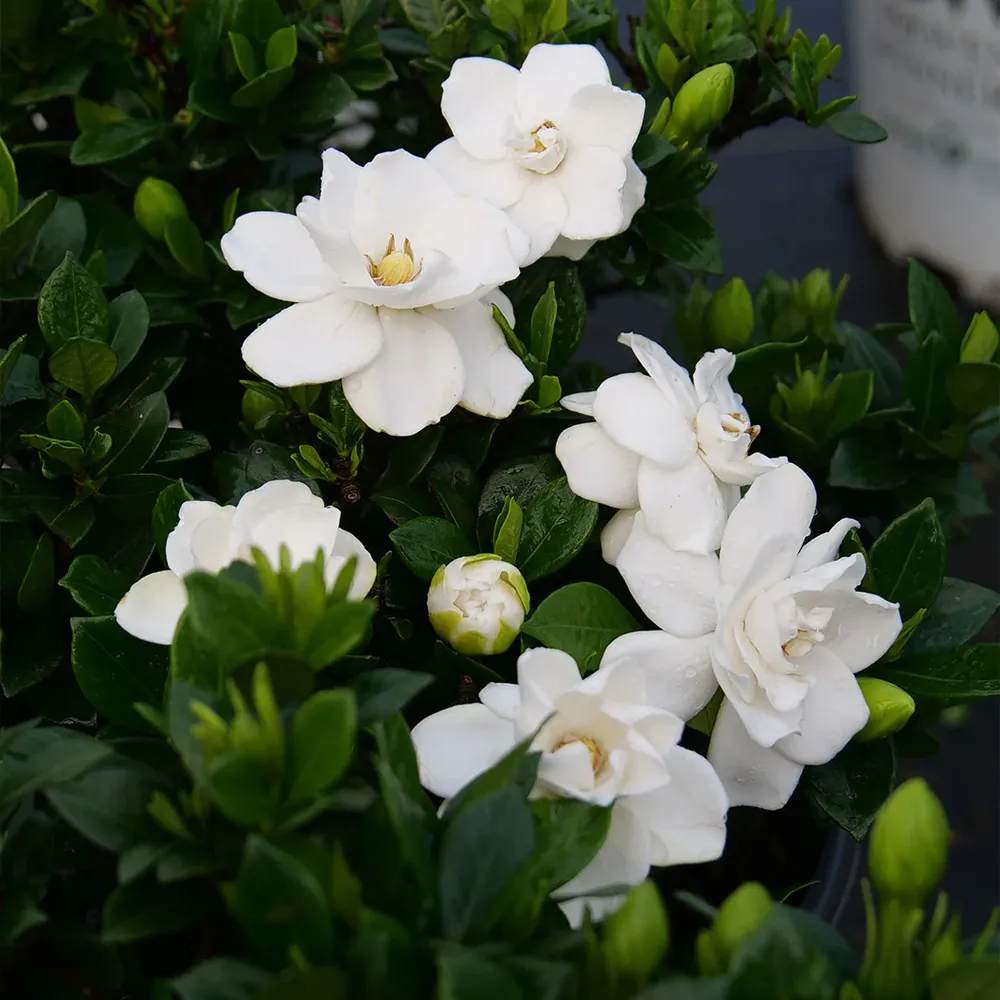 Proven Winners® Steady As She Goes® Gardenia Shrub 1