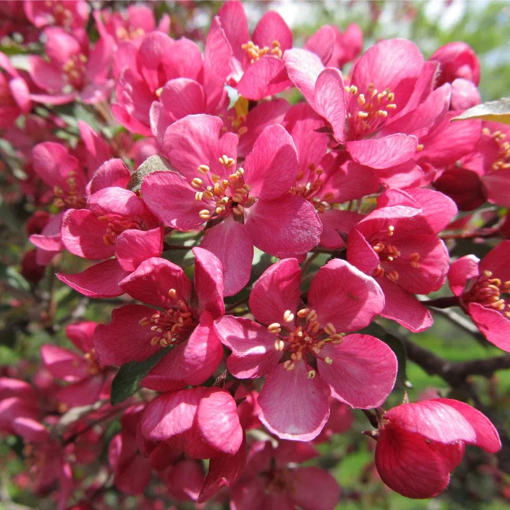 Prairifire Crabapple Tree - Ornamental Deciduous Flowering Tree 1
