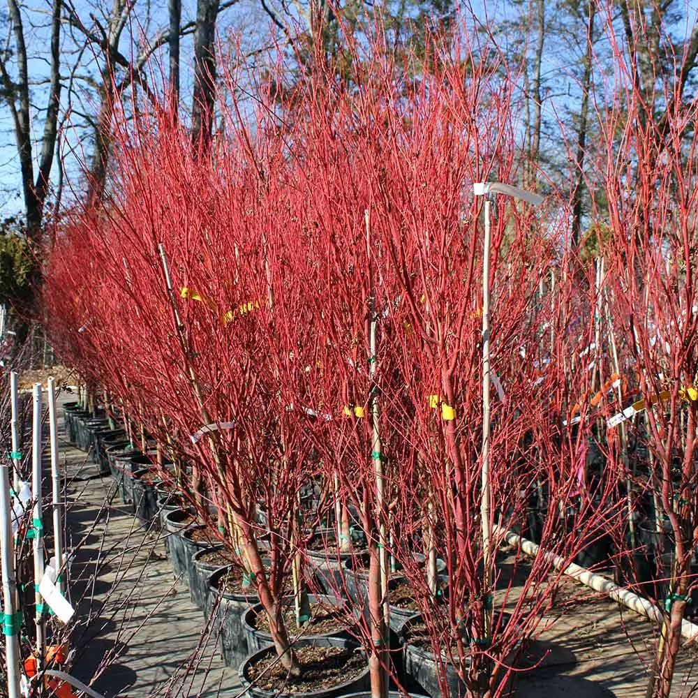 Coral Bark Japanese Maple Tree (Acer palmatum 'Sango-kaku') 5