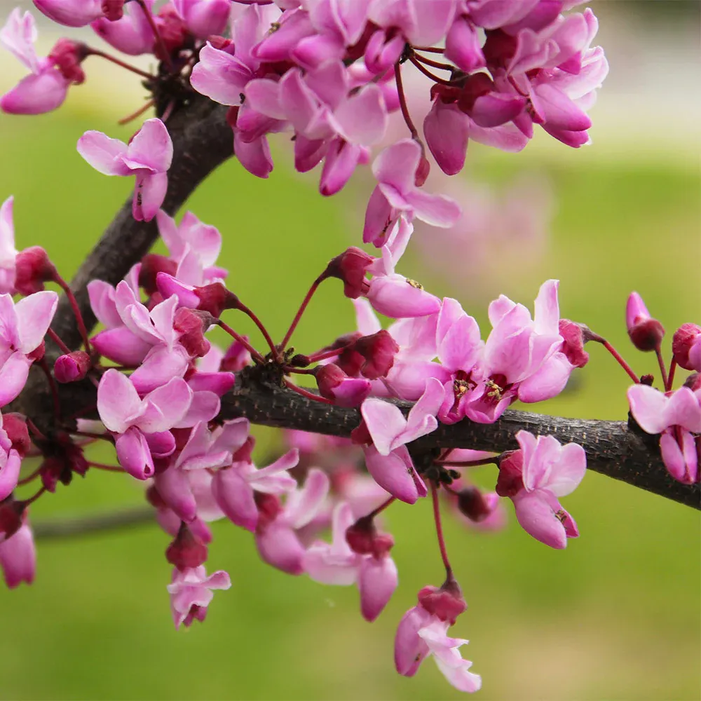 Amethyst Redbud Tree (Cercis canadensis) - Ornamental Deciduous Flowering Tree 1