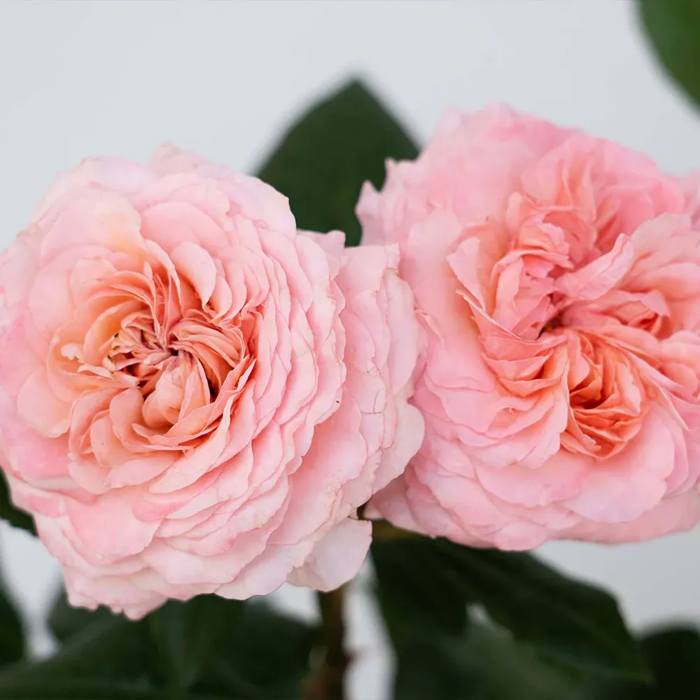 Martha Stewart™ Hybrid Tea Rose - Fragrant Garden Flowering Shrub 2