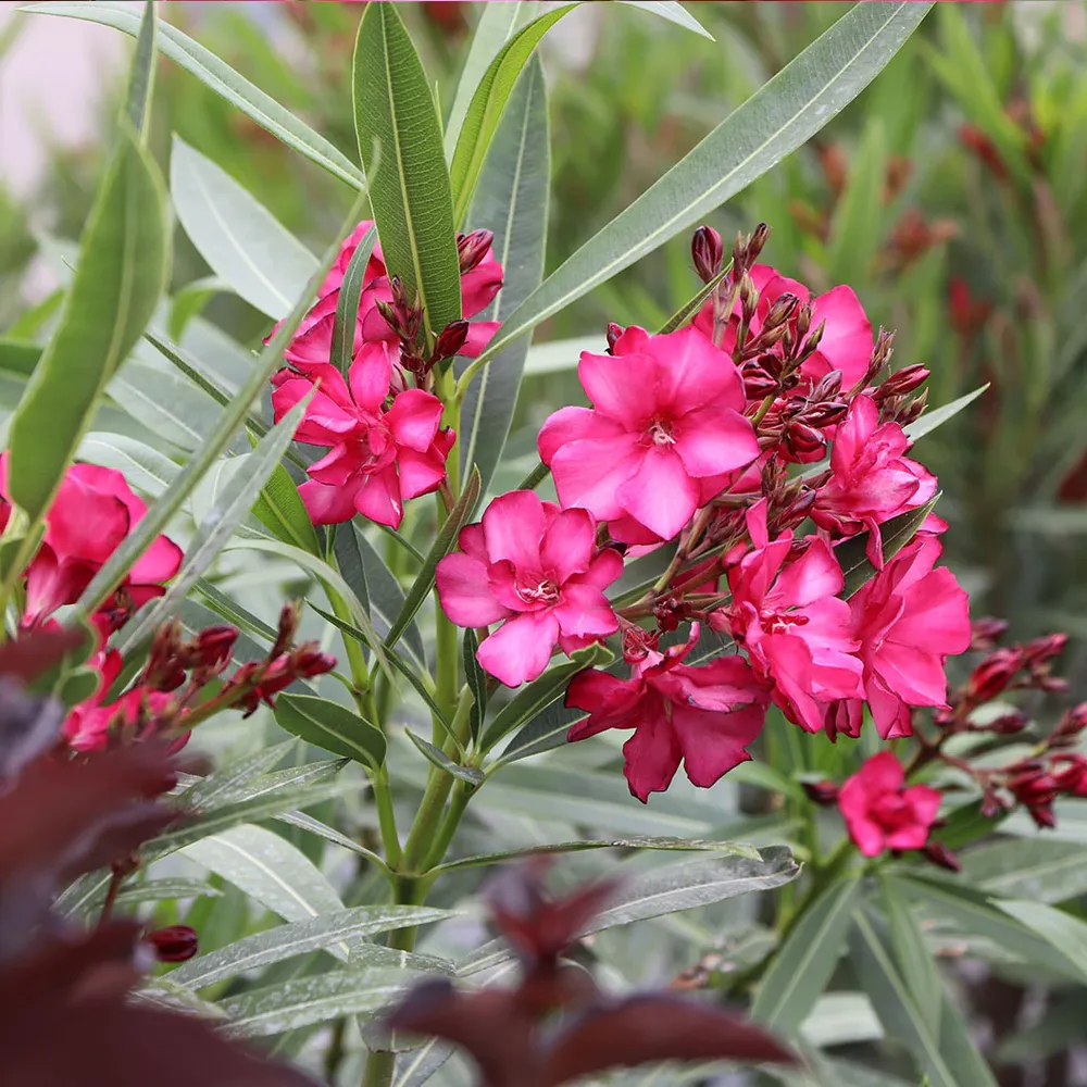 ¡OLÉ!® Bicolor Red Oleander Shrub - Drought Tolerant Evergreen Flowering Plant 1