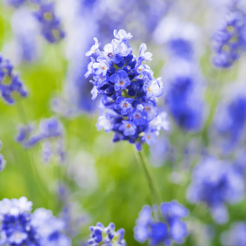 Essence Purple Lavender Plant - Aromatic Perennial Herb 1