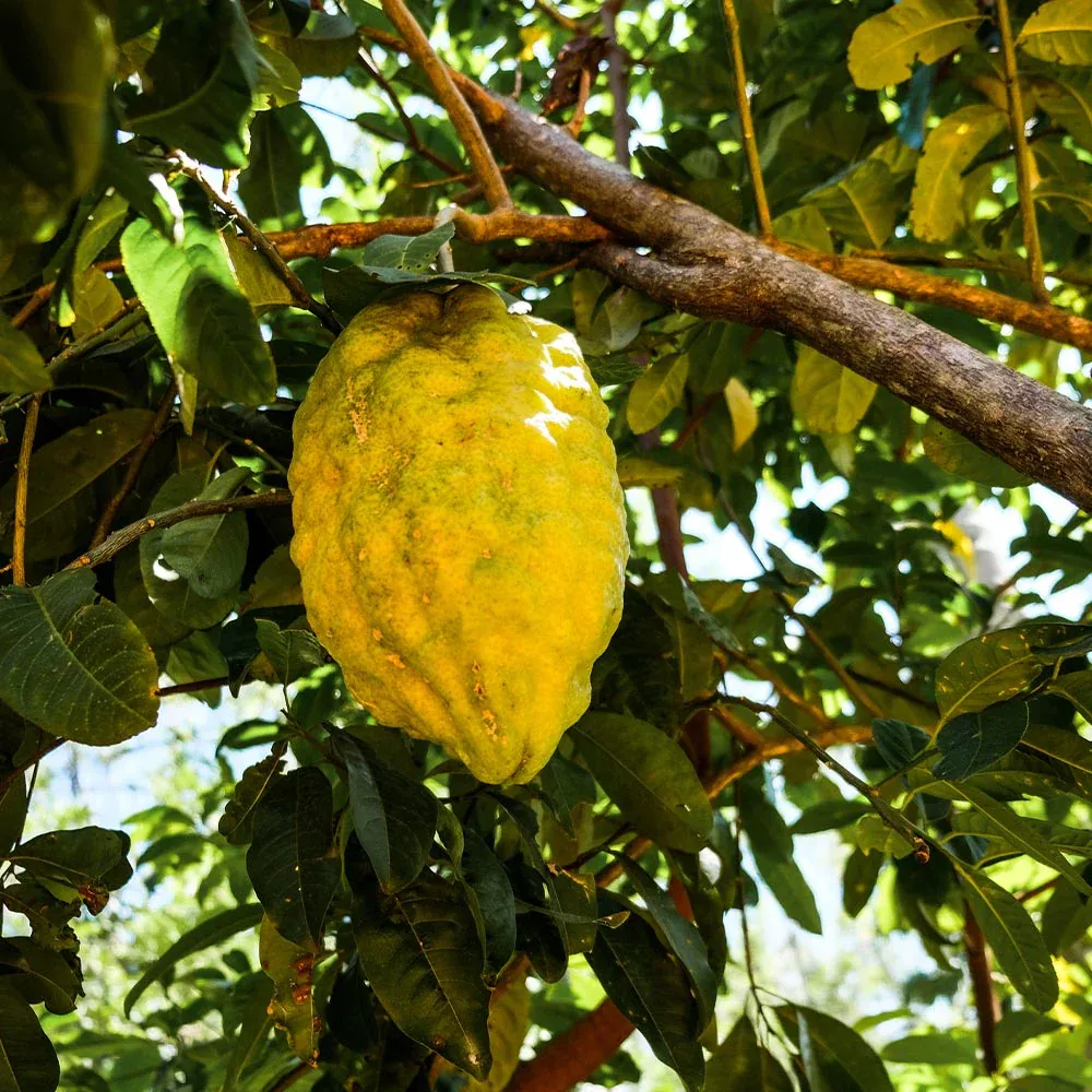 Ponderosa Lemon Bush - Large Fruit Citrus Variety for Containers 2