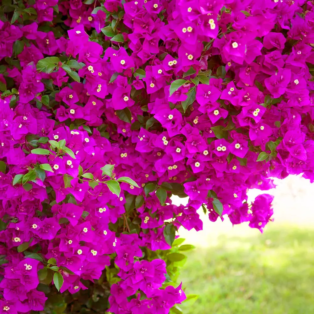 Deep Purple Bougainvillea Flowering Vine for Outdoor Landscaping