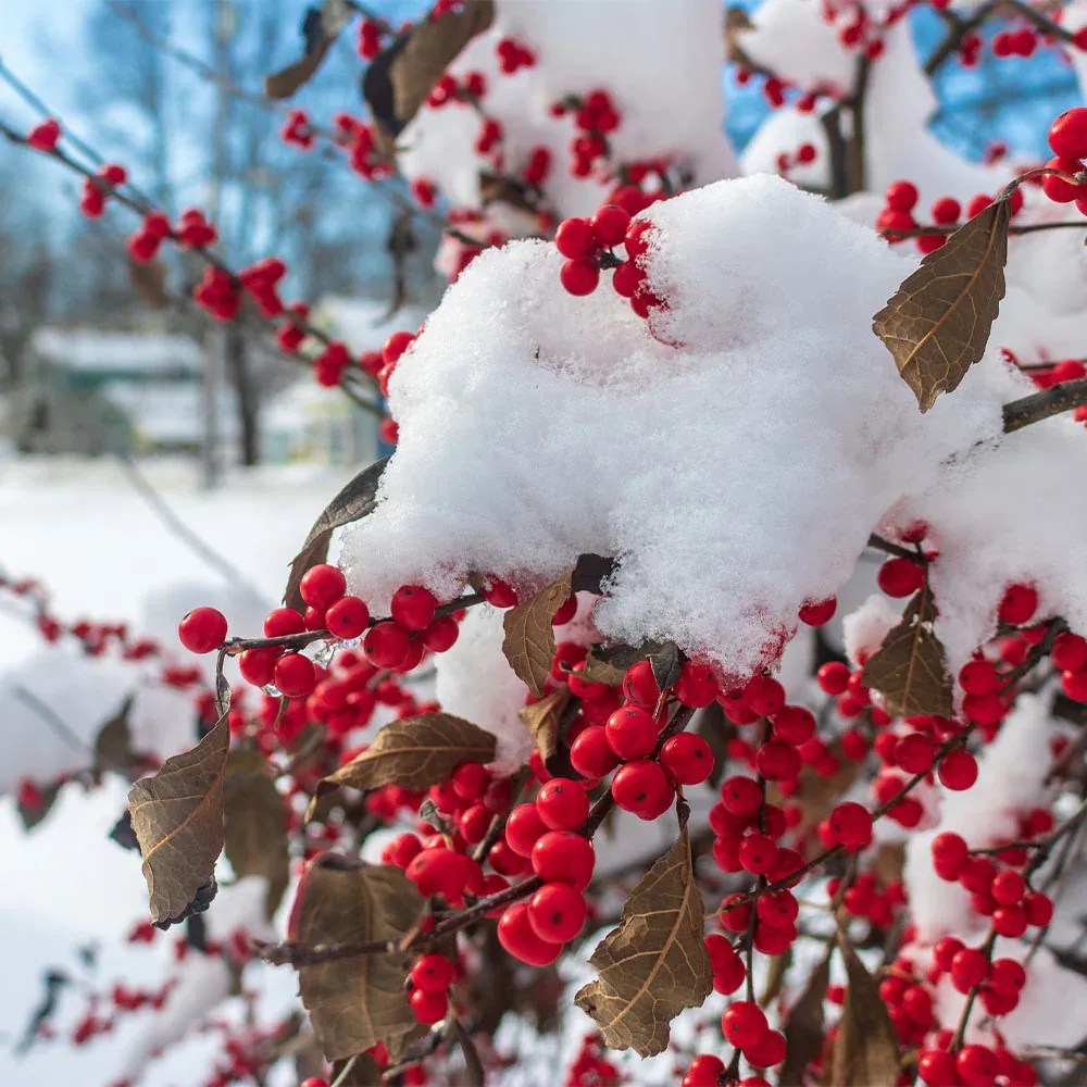 Winter Red Winterberry Holly Shrub - Deciduous Ornamental Plant 3