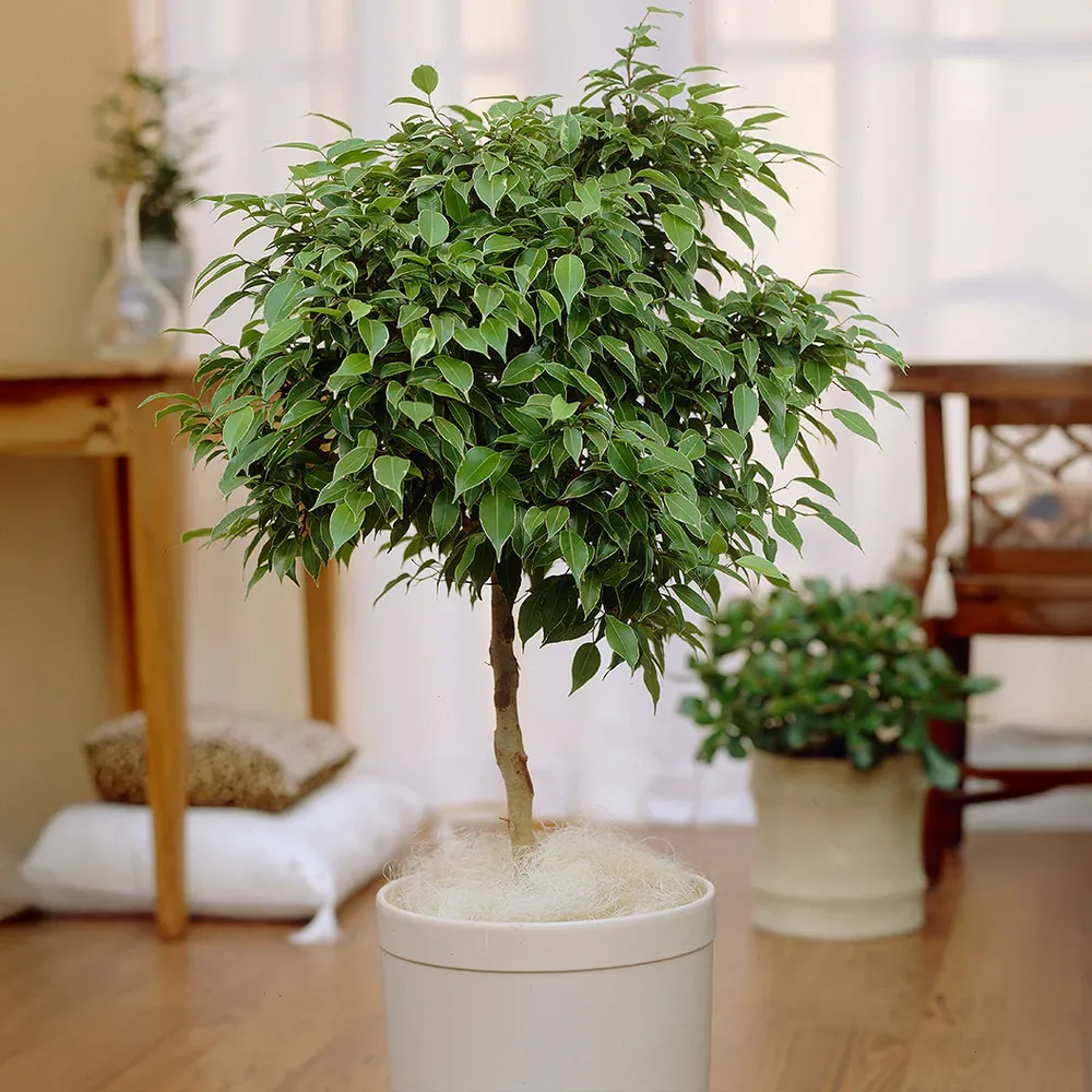 Benjamina Ficus Indoor Potted Weeping Fig Tree
