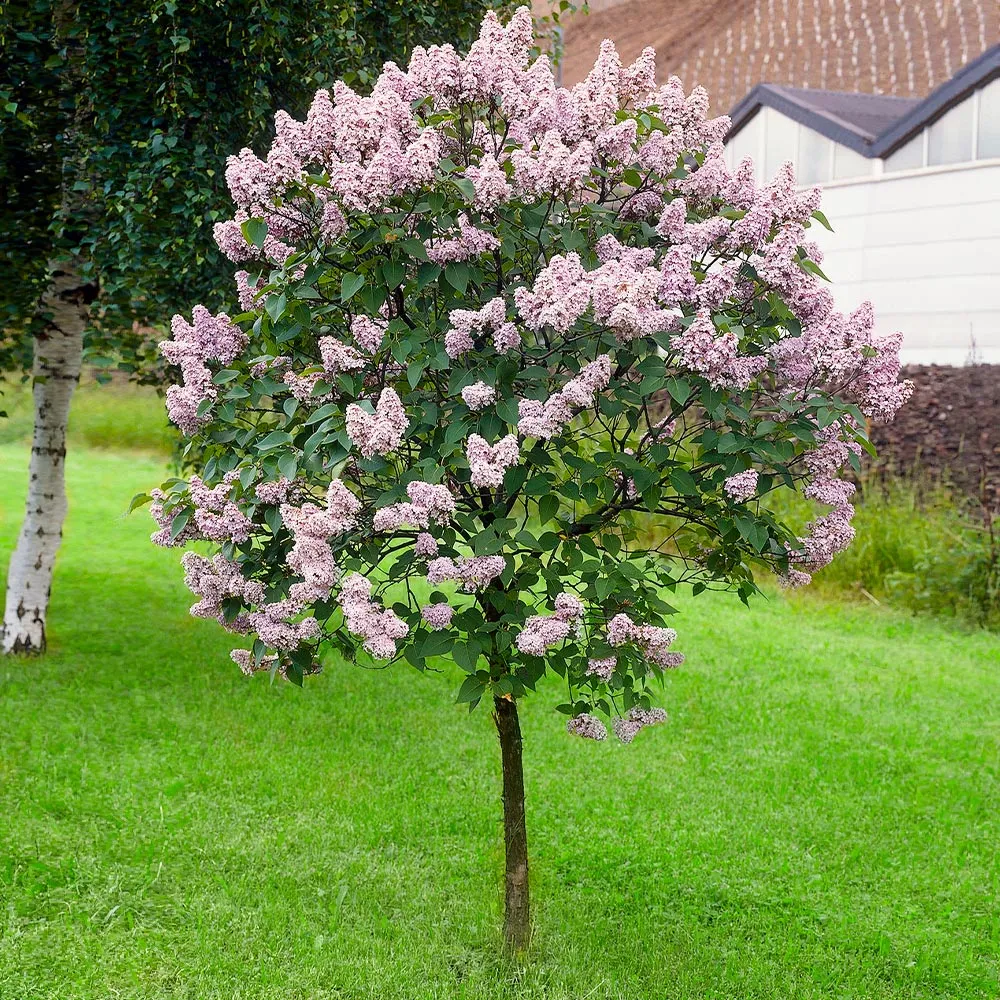 Miss Kim Lilac Tree - Compact Flowering Deciduous Shrub