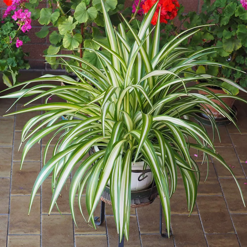 Spider Plant (Chlorophytum comosum) Indoor Air-Purifying Houseplant 1