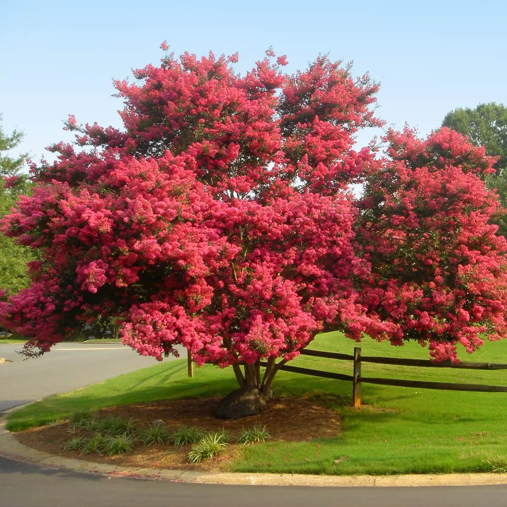 Tuscarora Crape Myrtle Tree - Lagerstroemia Indica Hybrid