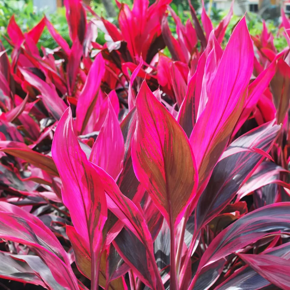 Red Sister Cordyline Tropical Ornamental Plant with Burgundy Foliage 1