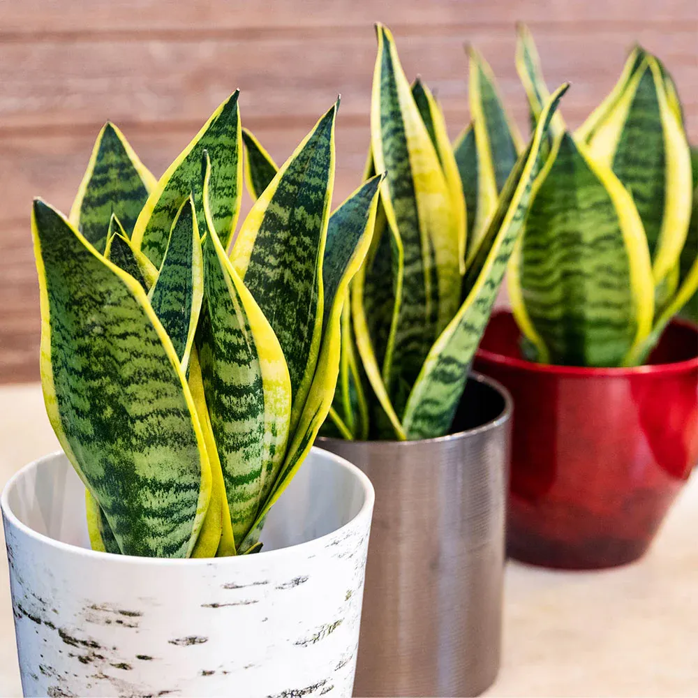 Laurentii Snake Plant - Sansevieria Trifasciata Indoor Houseplant