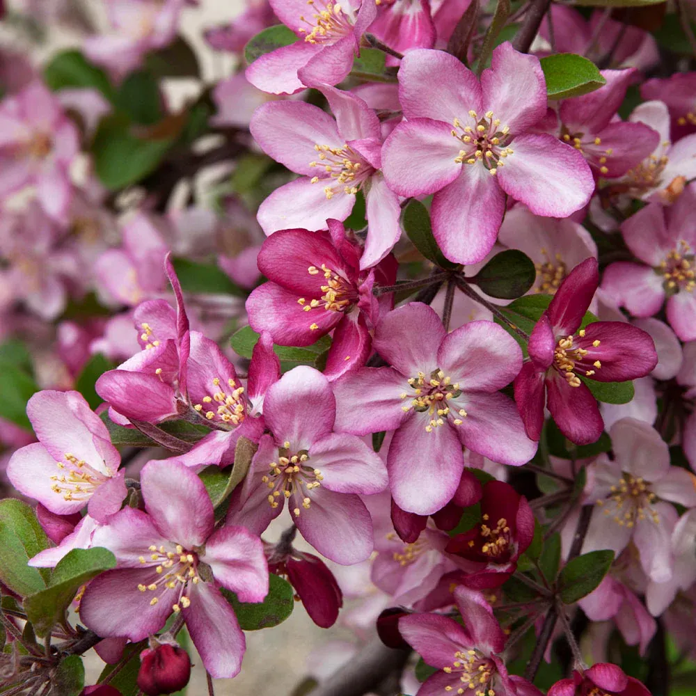 Robinson Crabapple Tree - Ornamental Flowering Deciduous Tree