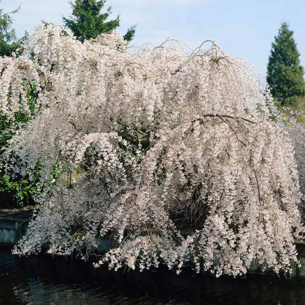 White Weeping Cherry Tree - Cascading Ornamental Flowering Plant
