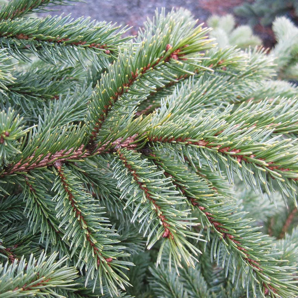 Black Hills Spruce Artificial Christmas Tree with Realistic Foliage 2