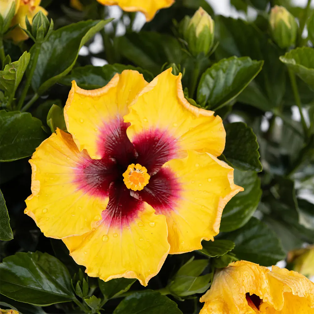 Rico Suave™ Hollywood® Hibiscus Tropical Flowering Shrub 4