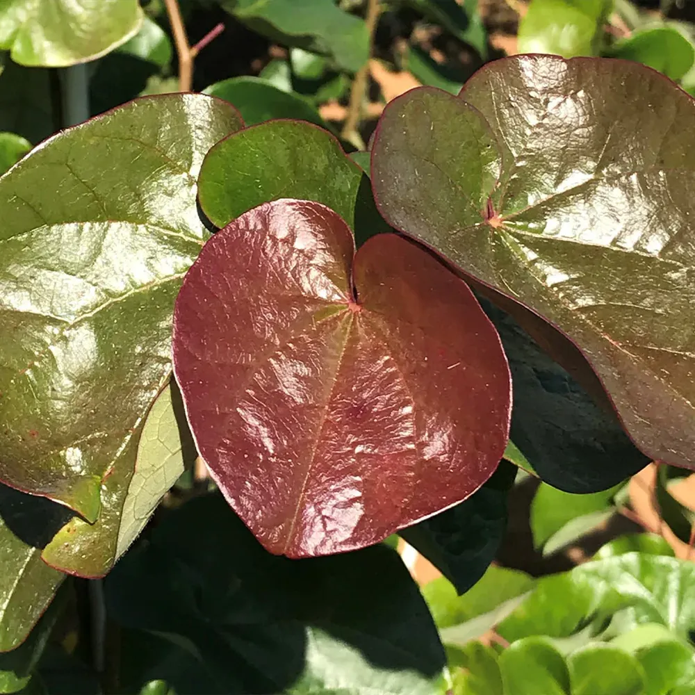Oklahoma Sparkler Eastern Redbud Tree - Variegated Ornamental Deciduous Tree