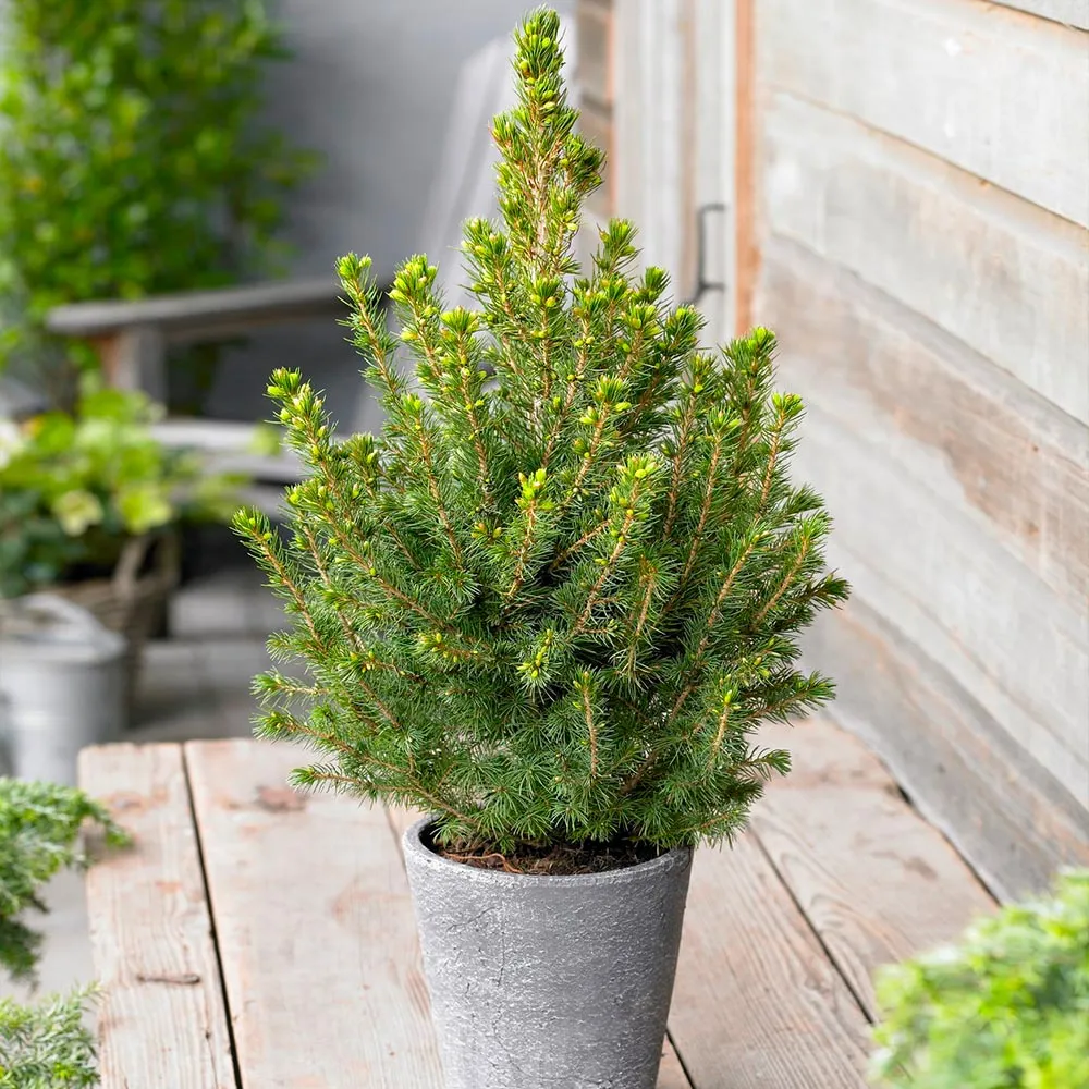 Dwarf Alberta Spruce (Picea Glauca Conica) - Slow-Growing Conical Evergreen Shrub 2