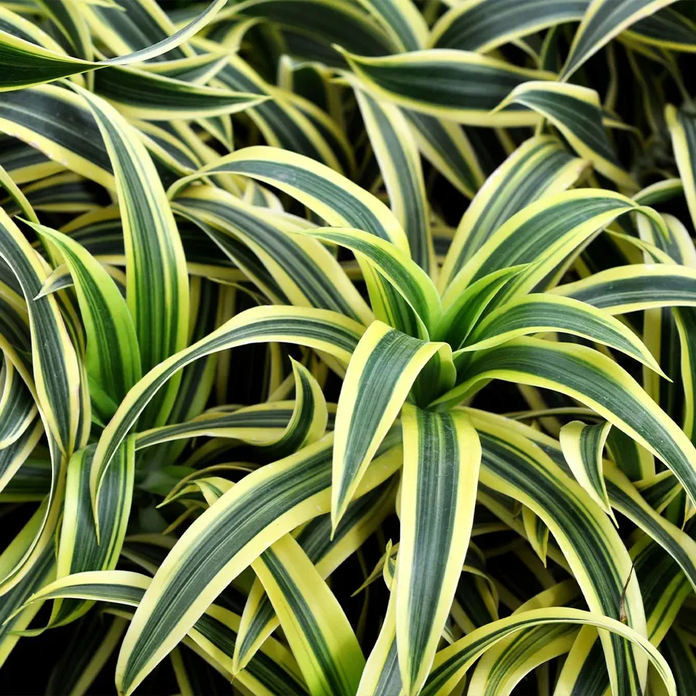 Warneckii Lemon Lime Dracaena Variegated Indoor Houseplant 1