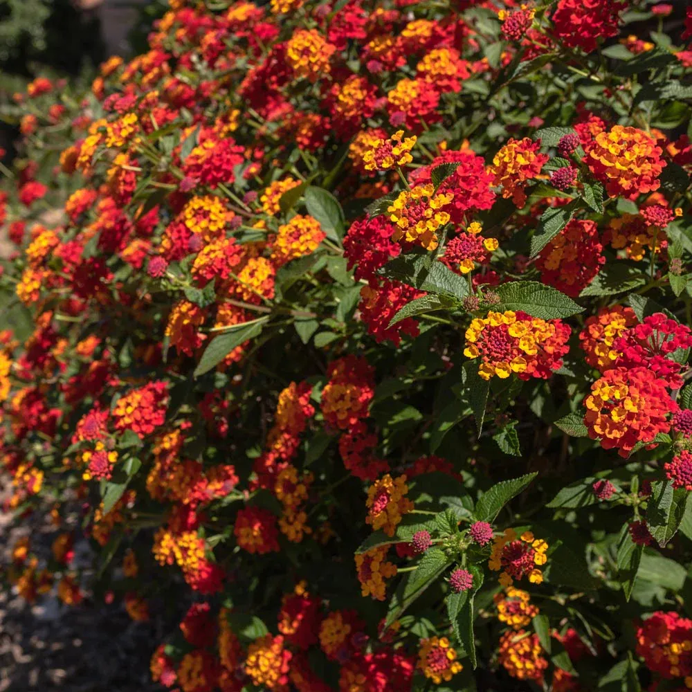 Shazam Lantana Decorative Floral Accent Piece 1