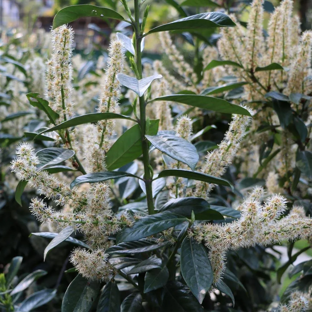 Skip Laurel Shrub (Prunus laurocerasus) - Dense Evergreen Privacy Hedge 1