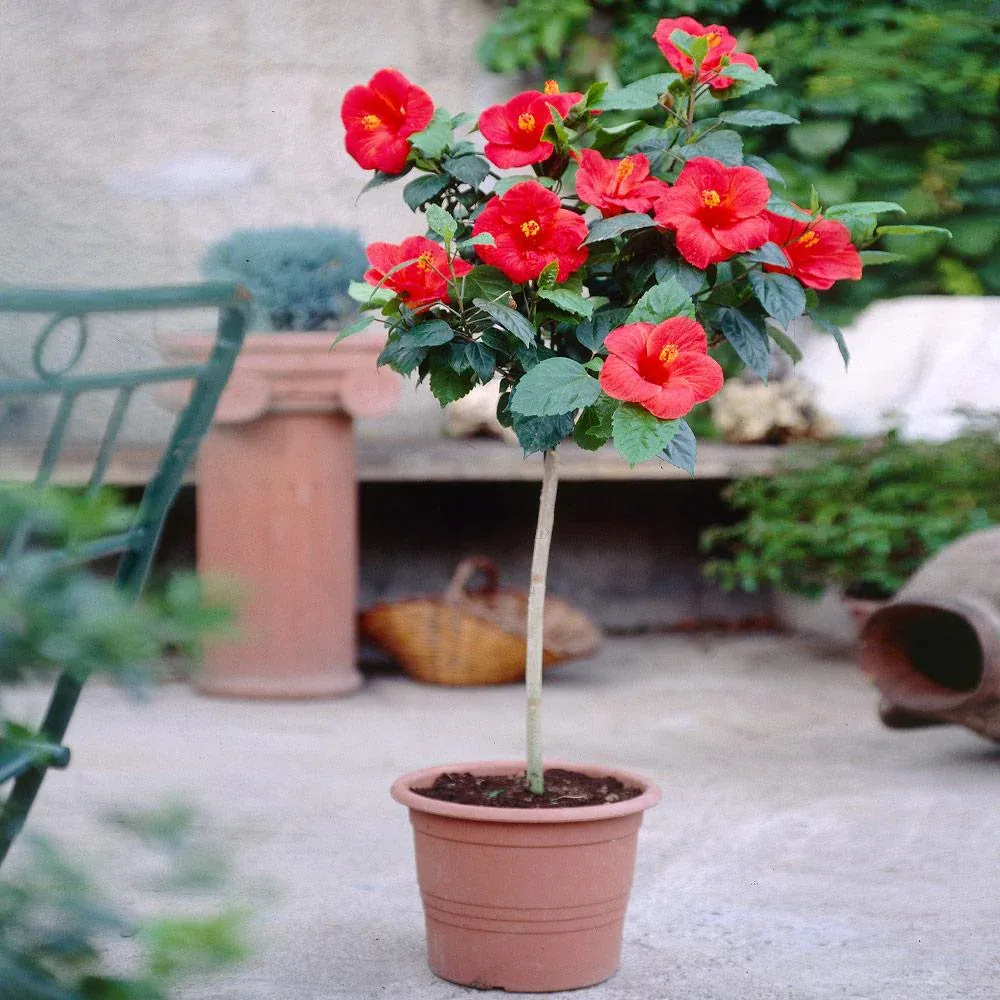 Red Tropical Hibiscus Tree - Artificial Potted Plant for Home and Office Decor
