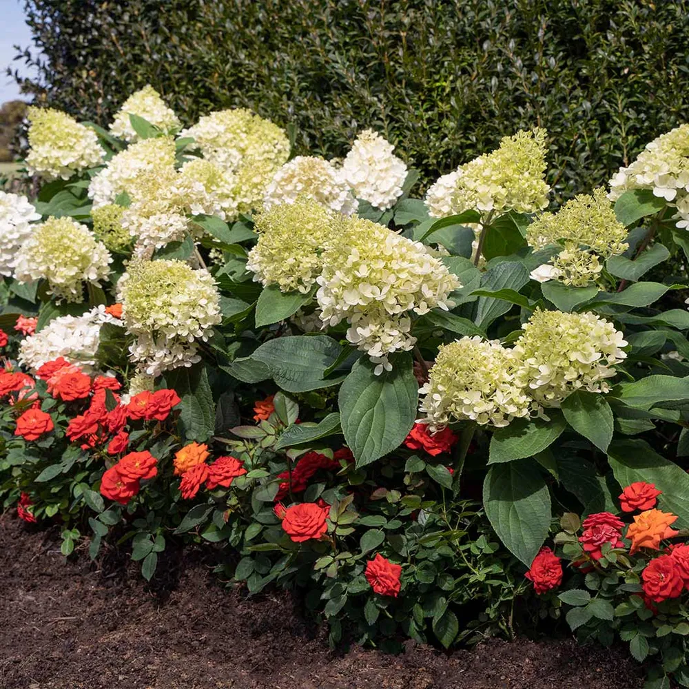 Sweet Starlight Hydrangea Realistic Decorative Floral Stem 2