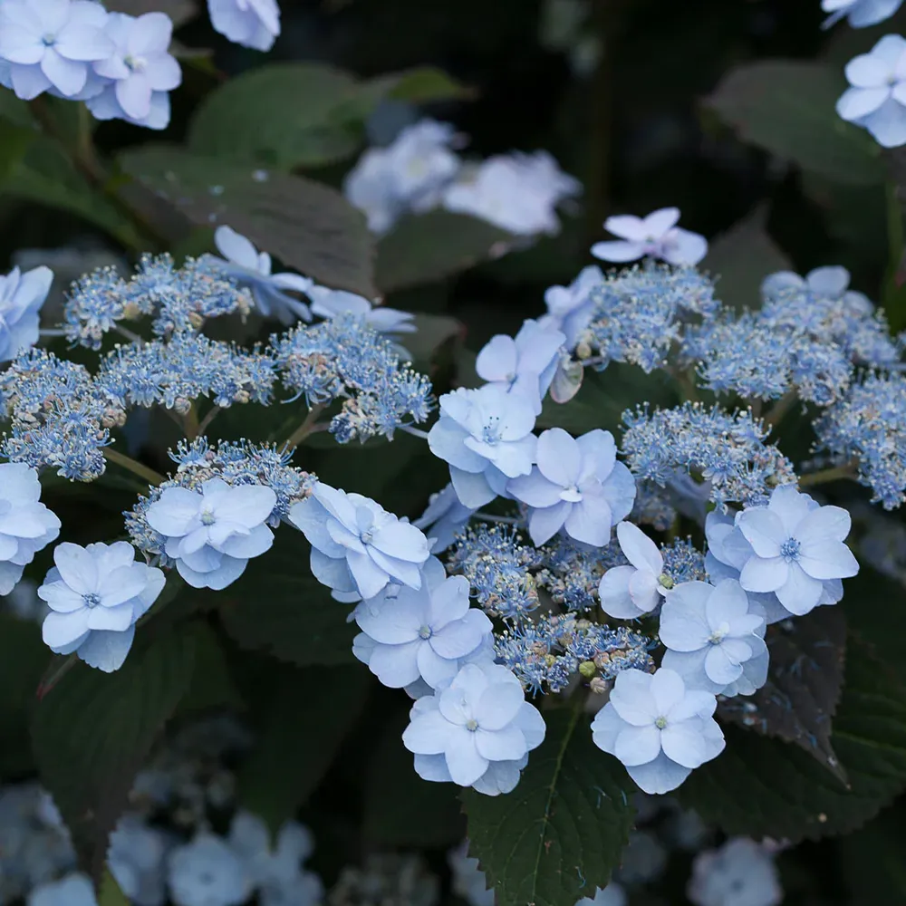 Tiny Tuff Stuff™ Hydrangea Mountain Hydrangea Compact Flowering Shrub 1