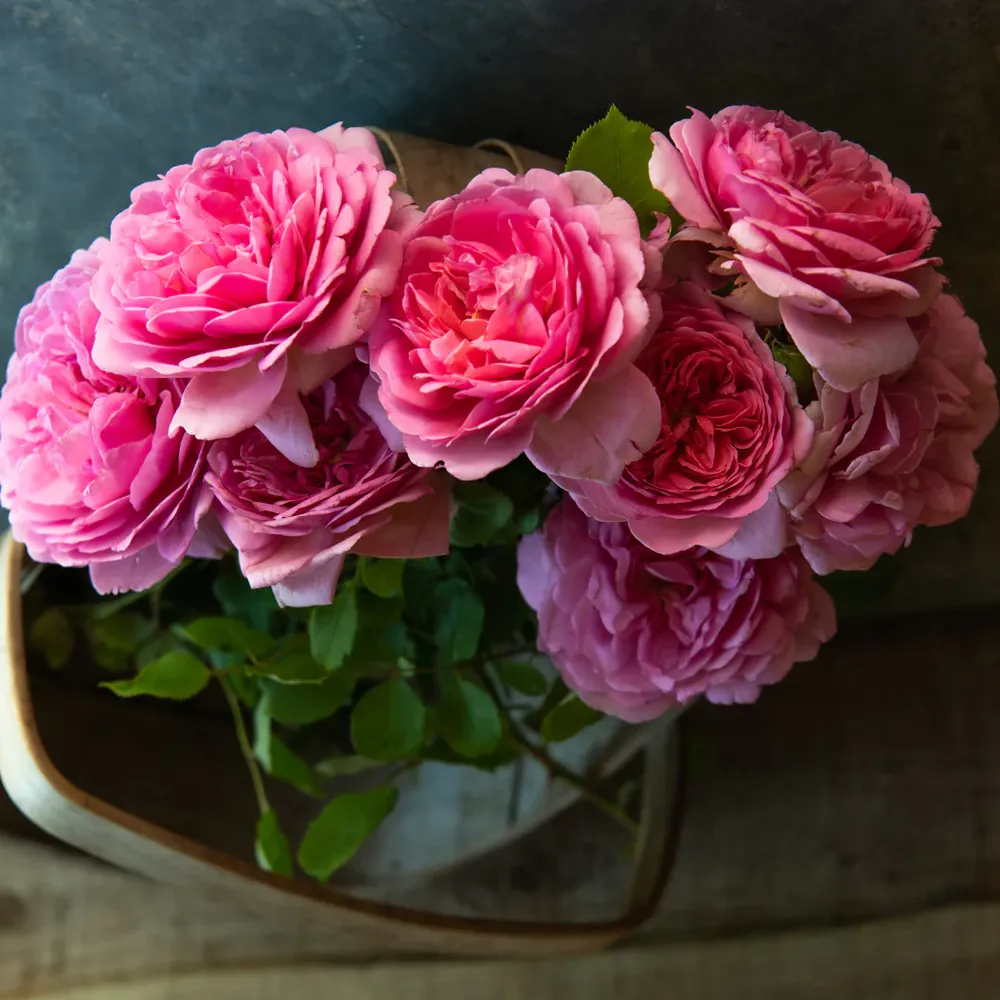 David Austin® Princess Alexandra of Kent™ Rose Bush - Large Pink Fragrant Shrub 1