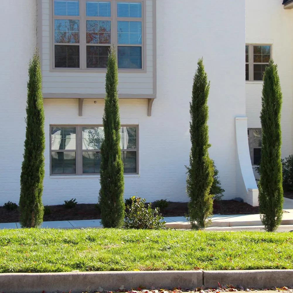 Dwarf Italian Cypress Columnar Evergreen Conifer 1