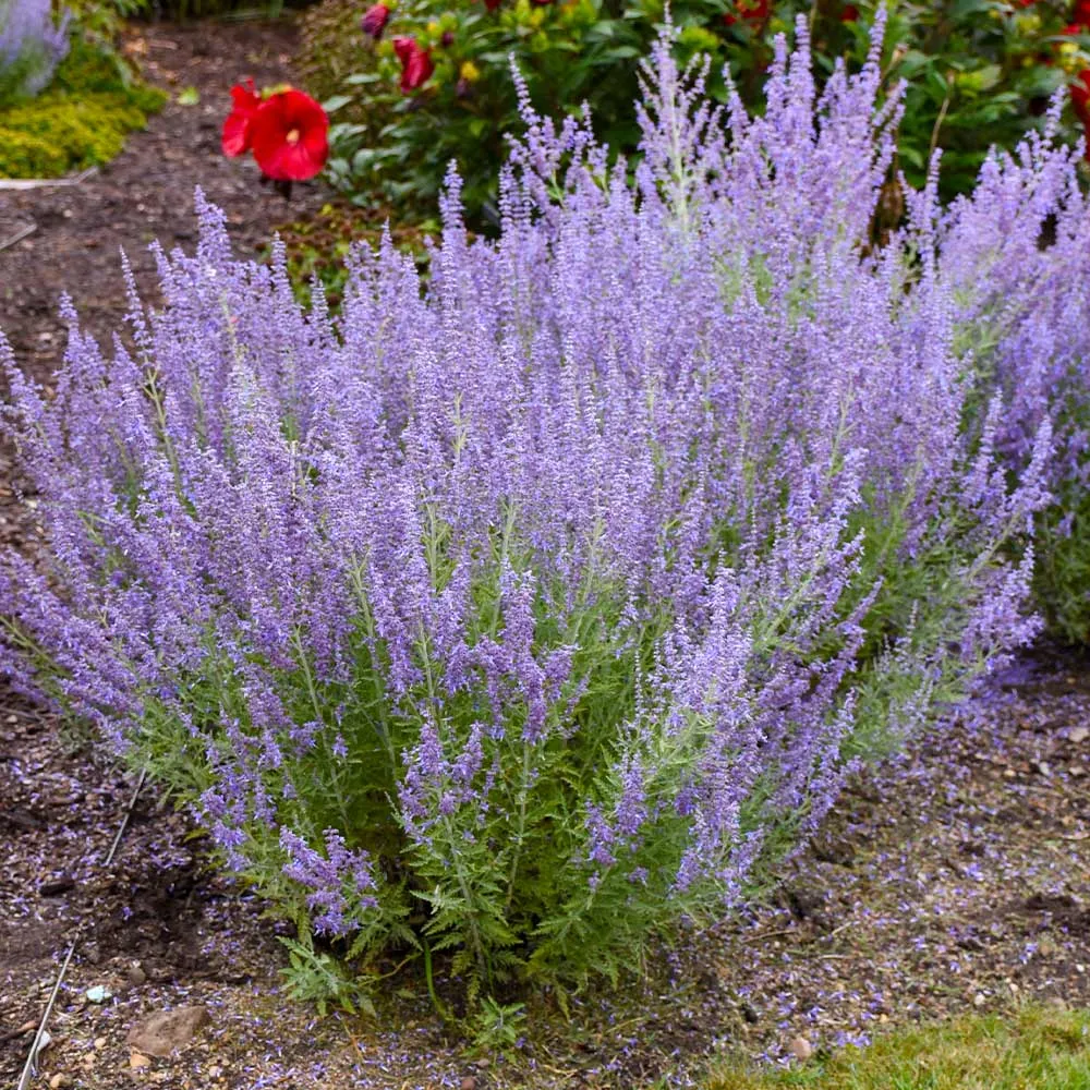 Proven Winners® Denim 'n Lace Russian Sage (Perovskia atriplicifolia) 1