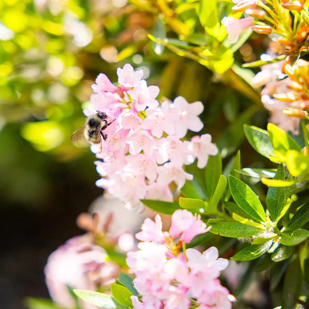 Bloombux® Blush Rhododendron Bush - Compact Evergreen Flowering Shrub 1