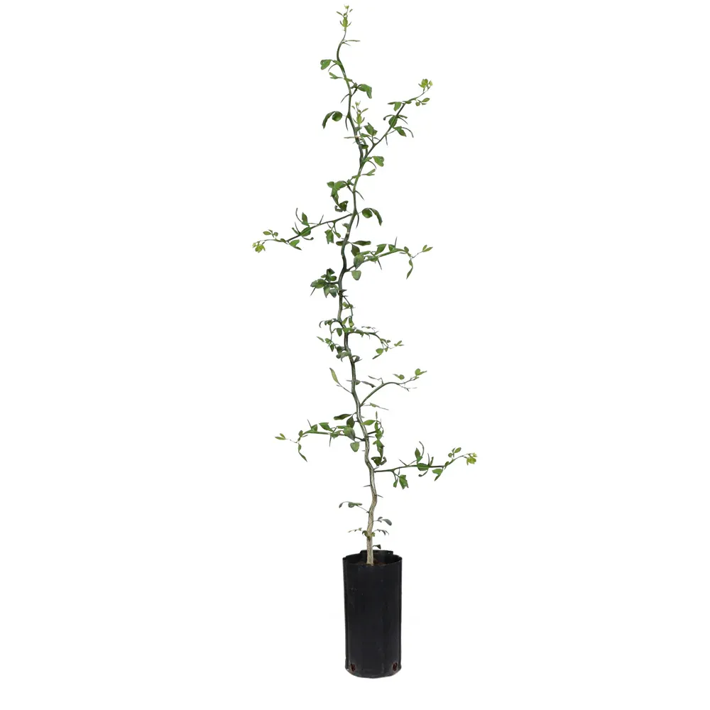 Flying Dragon Hardy Orange Tree (Poncirus trifoliata) - Contorted Ornamental Citrus 8