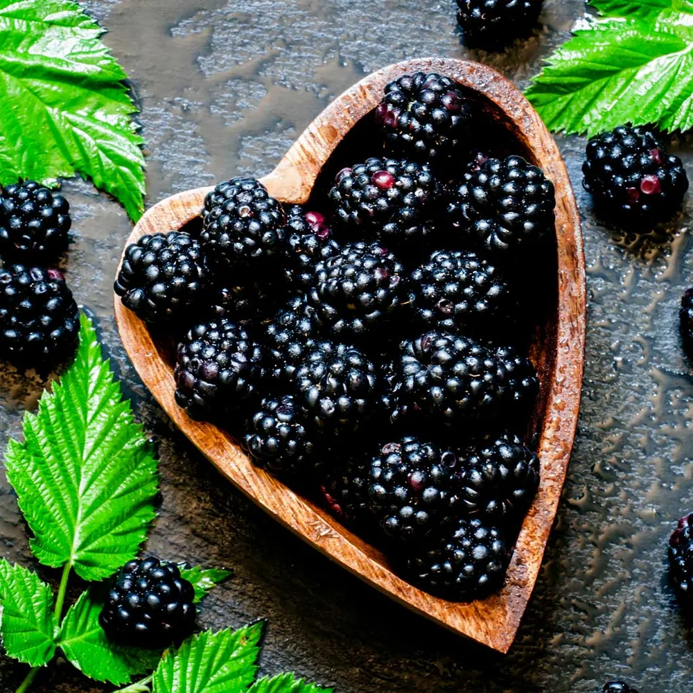 Natchez Thornless Blackberry Plant - Early-Season Erect Fruit Variety 1