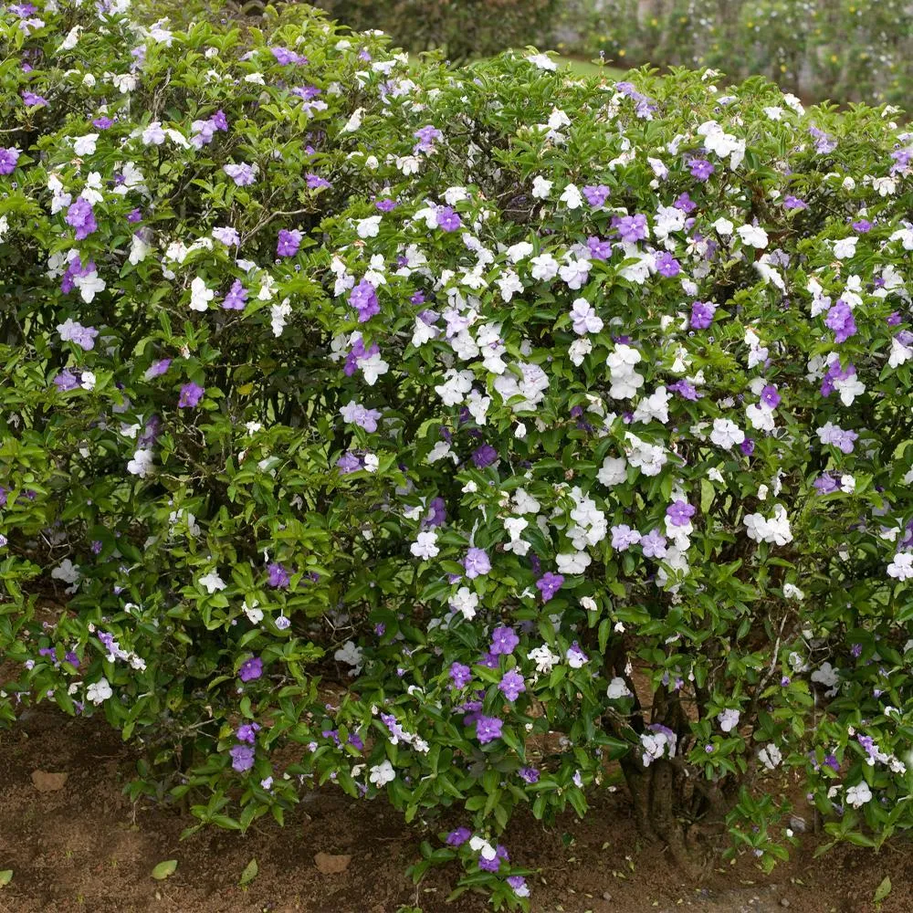 Yesterday, Today and Tomorrow Plant (Brunfelsia Pauciflora) Fragrant Flowering Shrub