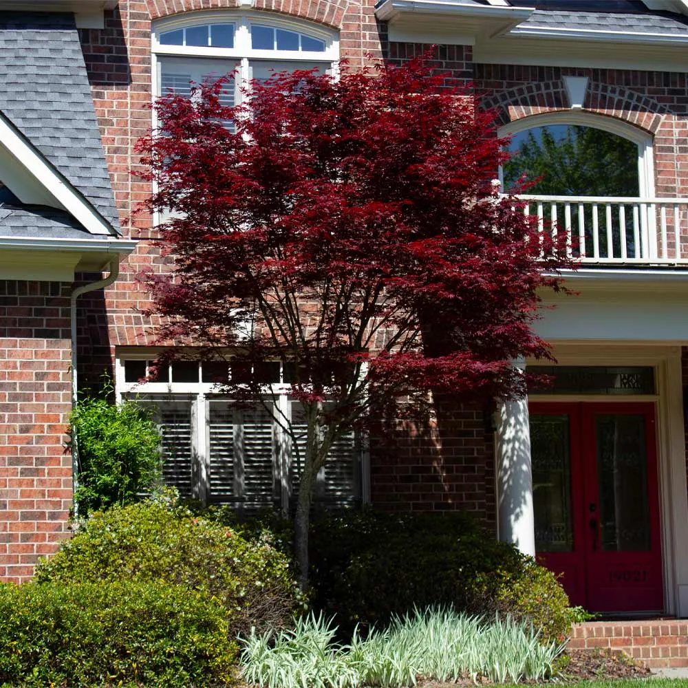 Emperor Japanese Maple Tree (Acer palmatum 'Emperor I') 3