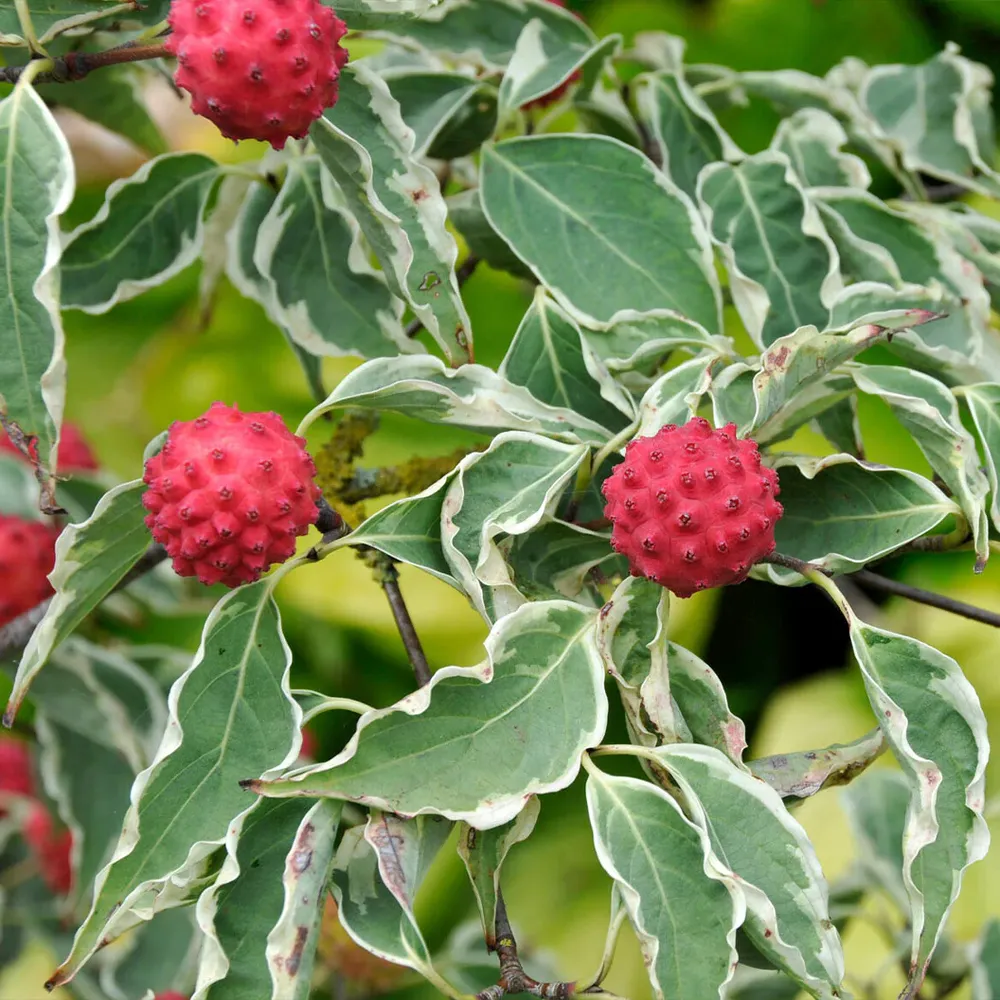 Samaritan® Dogwood Tree (Cornus Hybrid) 3