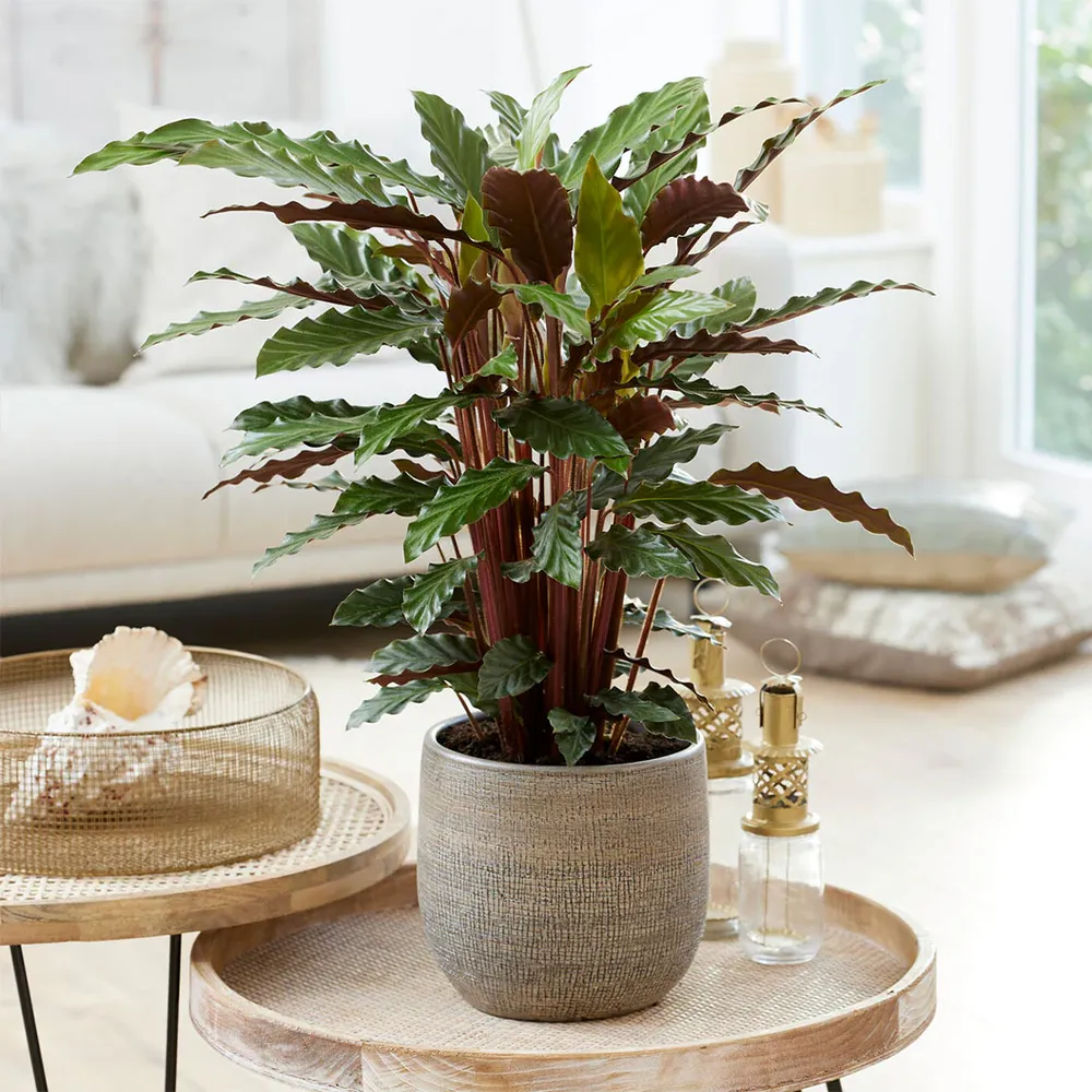 Calathea Rufibarba Velvet Calathea Indoor Tropical Plant