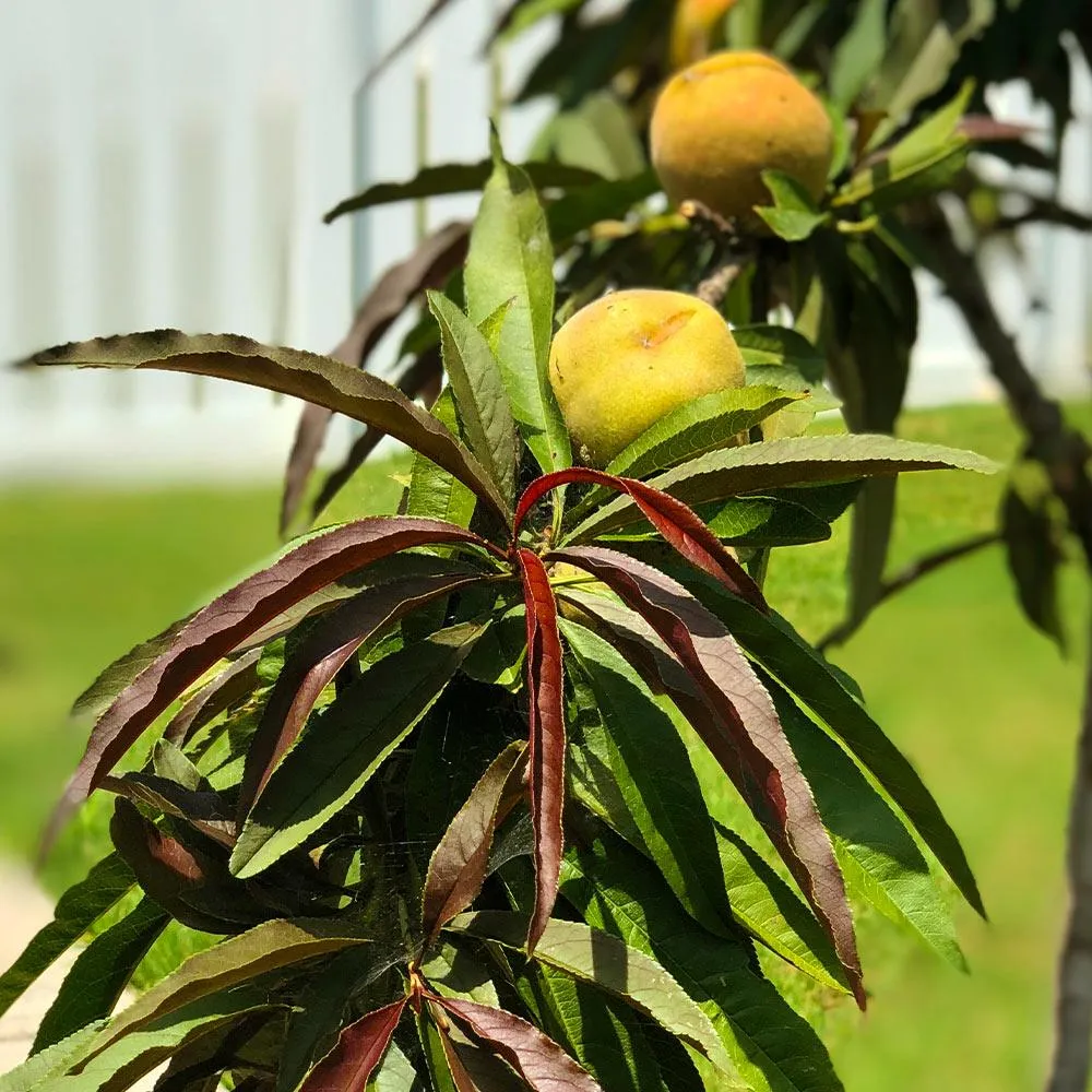 Bonfire Patio Peach Tree - Compact Ornamental Dwarf Fruit Tree 4