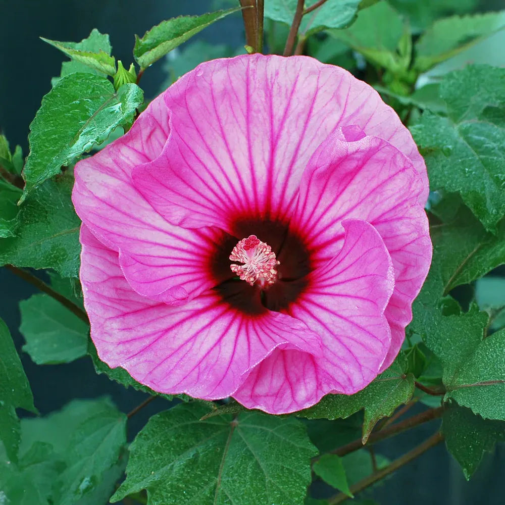 Summerific® ‘Candy Crush’ Hibiscus - Hardy Perennial Flowering Shrub 2