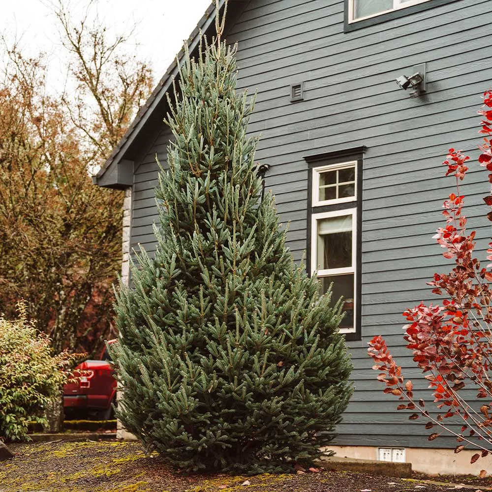 Montrose Spire White Spruce Artificial Christmas Tree