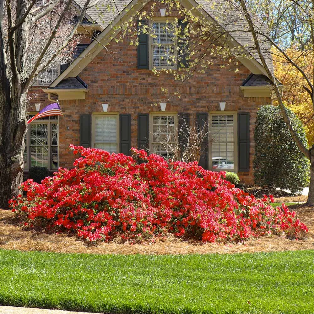 Autumn Bonfire® Encore® Reblooming Azalea Shrub 3